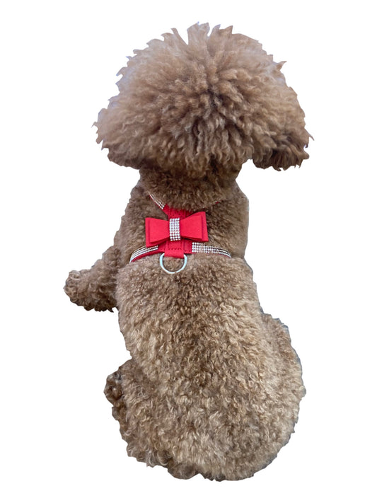 Small dog wearing a red harness with a checkered bow on a white background