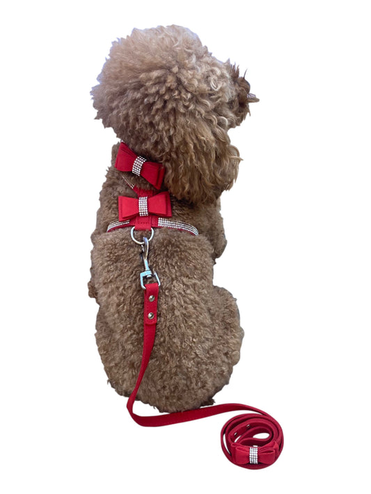 Small dog wearing a red harness and leash on a white background