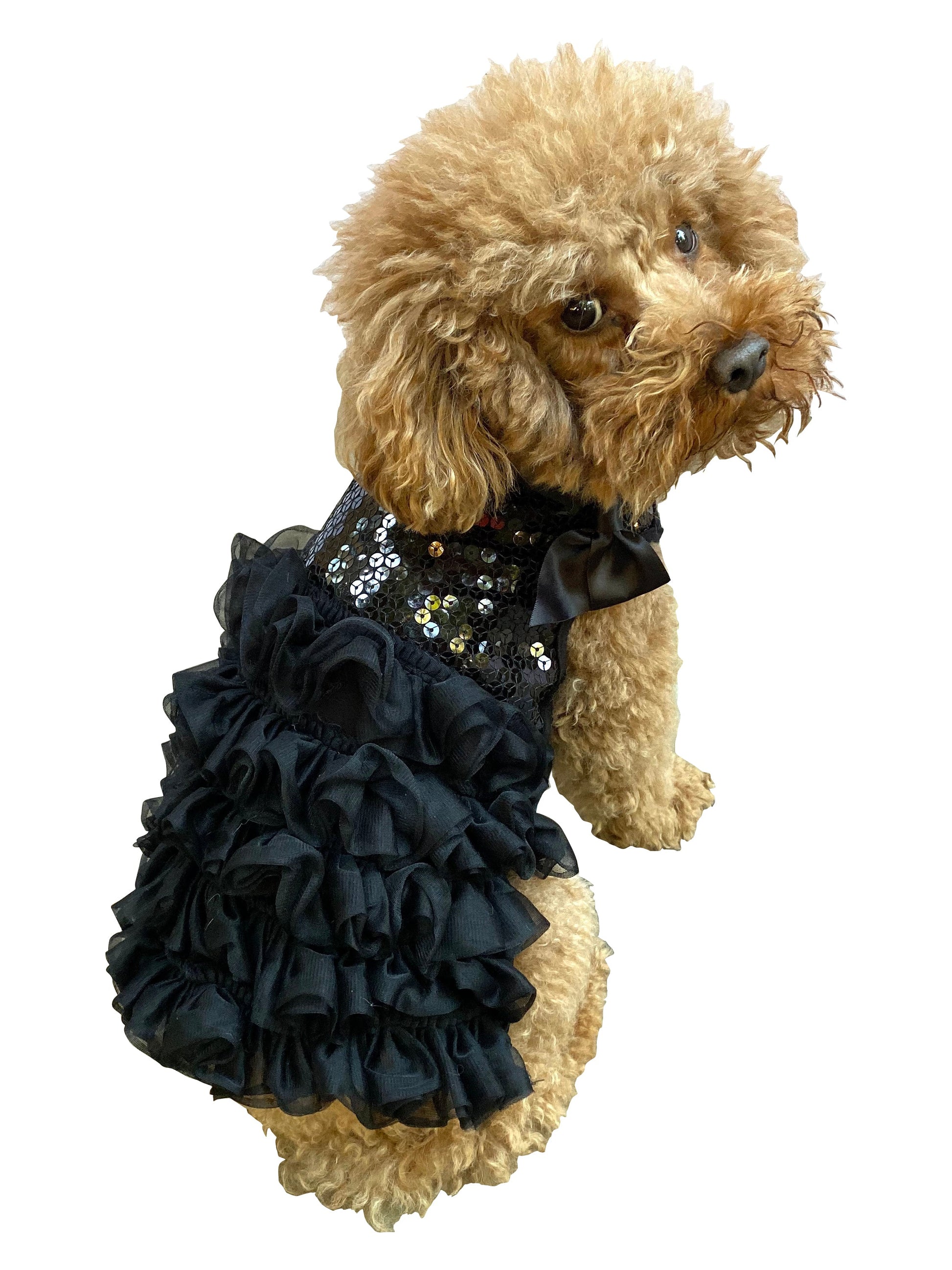 Dog wearing a black sequin and ruffled dress on a white background