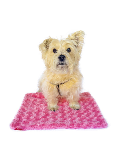 Small dog sitting on a pink blanket with a white background