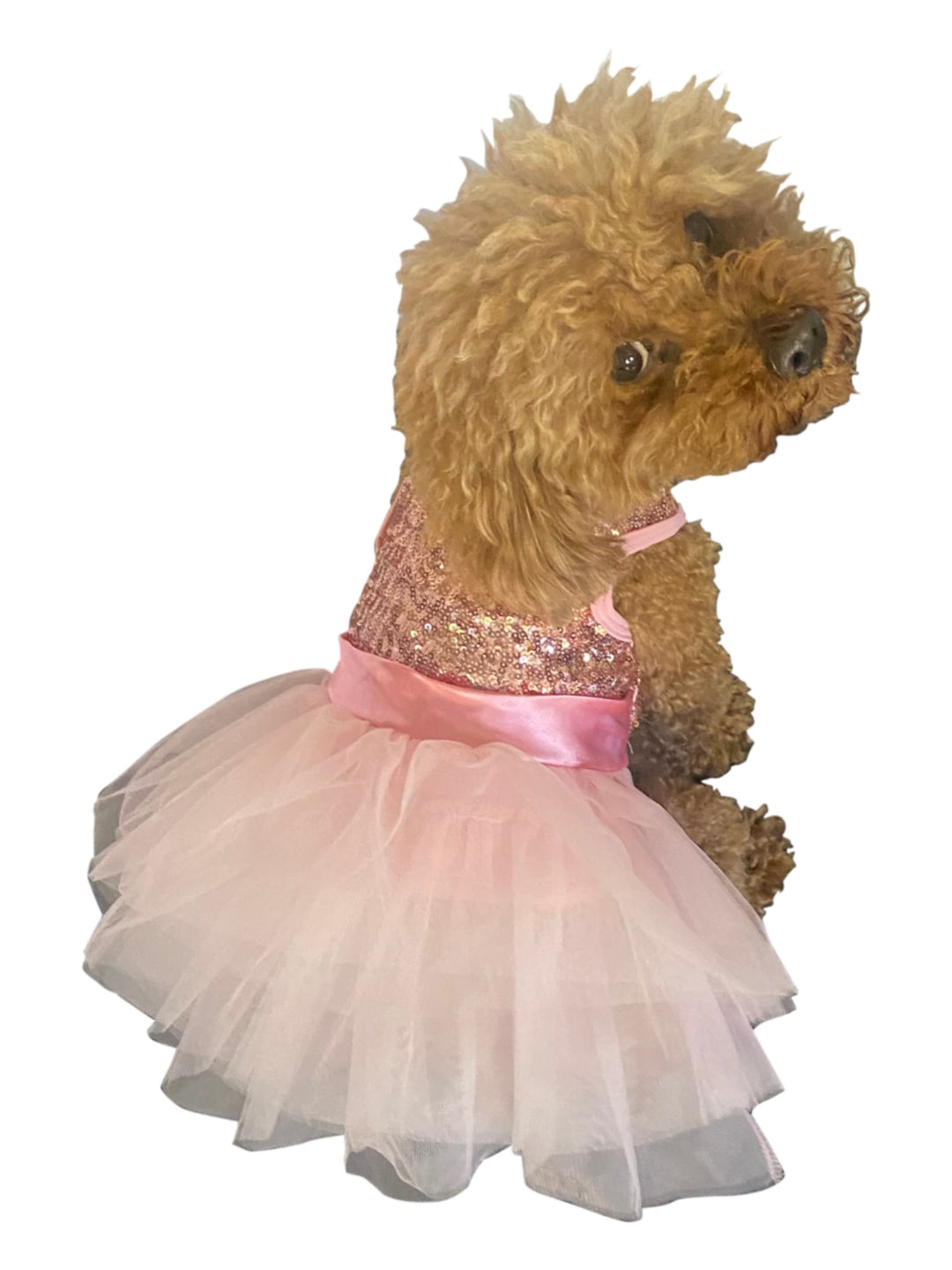 Dog wearing a pink sequin dress with a white background