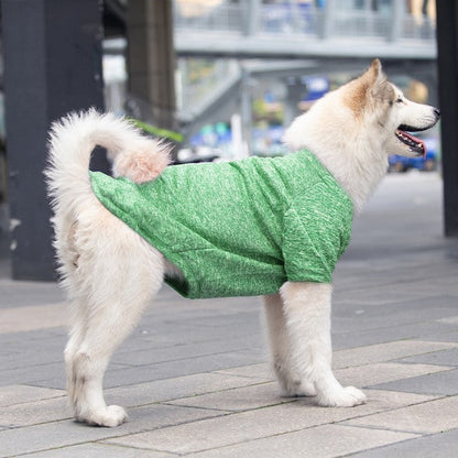 Dog wearing a green sweater standing on a sidewalk