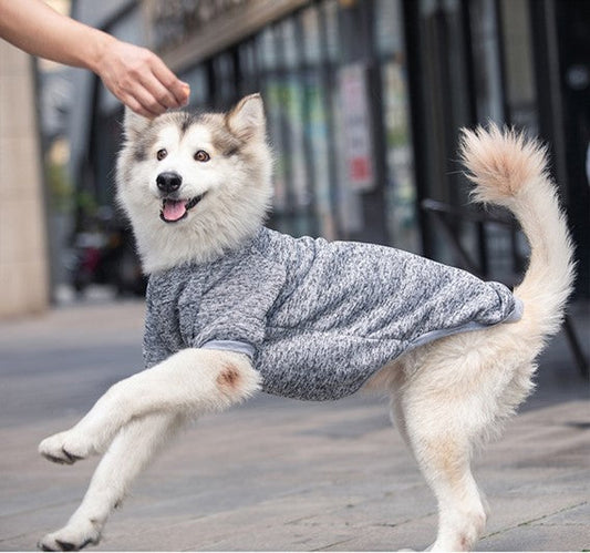 Dog wearing a gray sweater on a city street