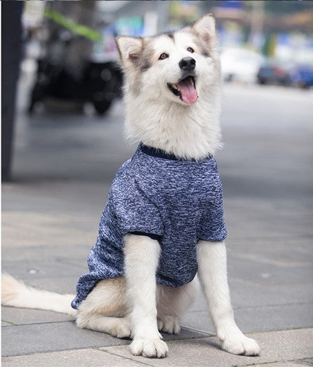 Dog wearing a blue sweater sitting on a sidewalk with a blurred street background