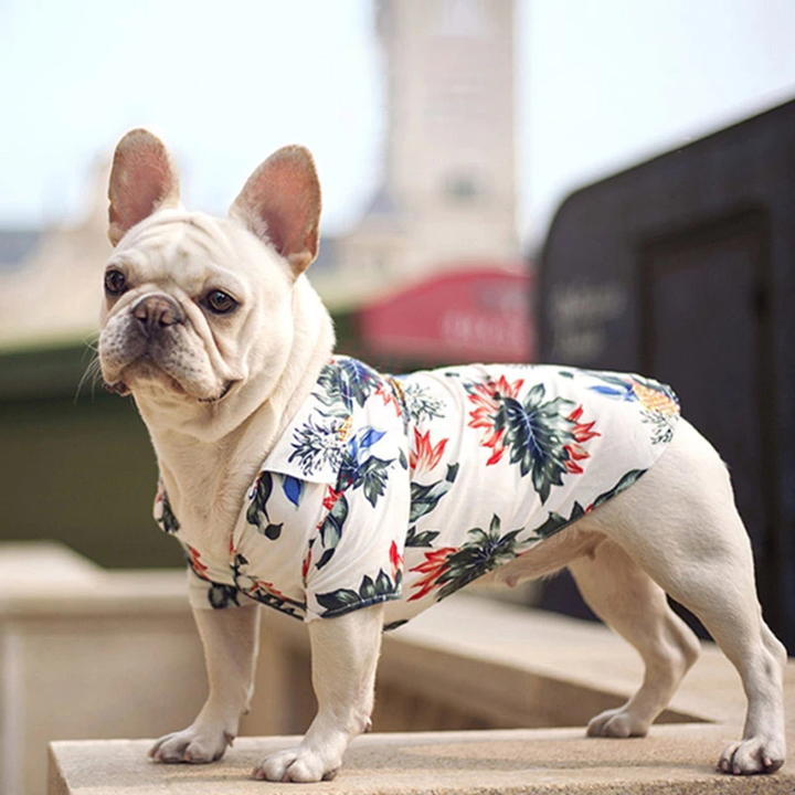 Dog wearing a floral outfit standing outdoors.