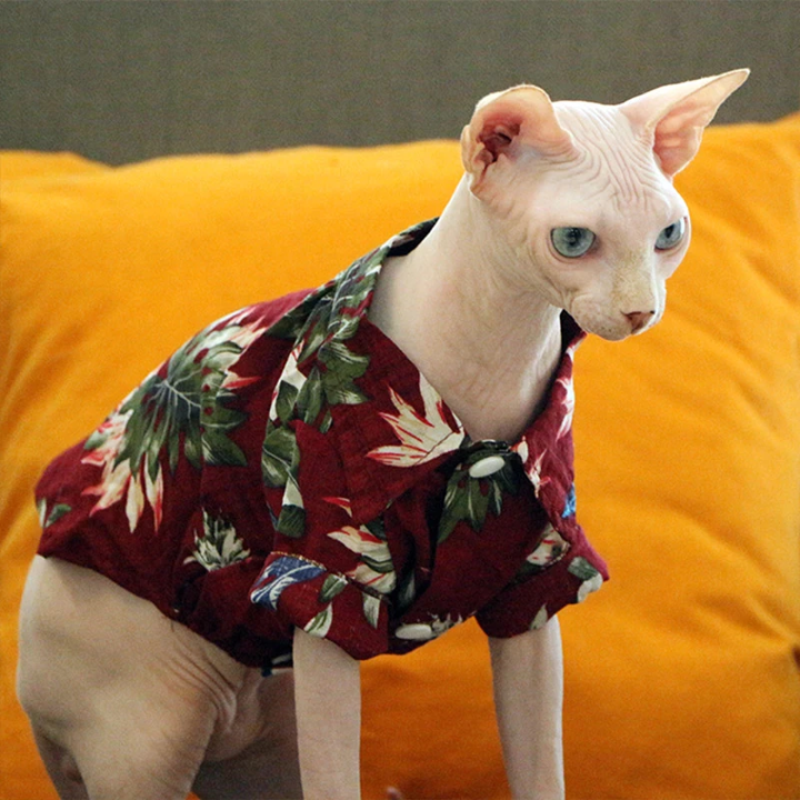 Sphynx cat wearing a floral shirt on an orange couch