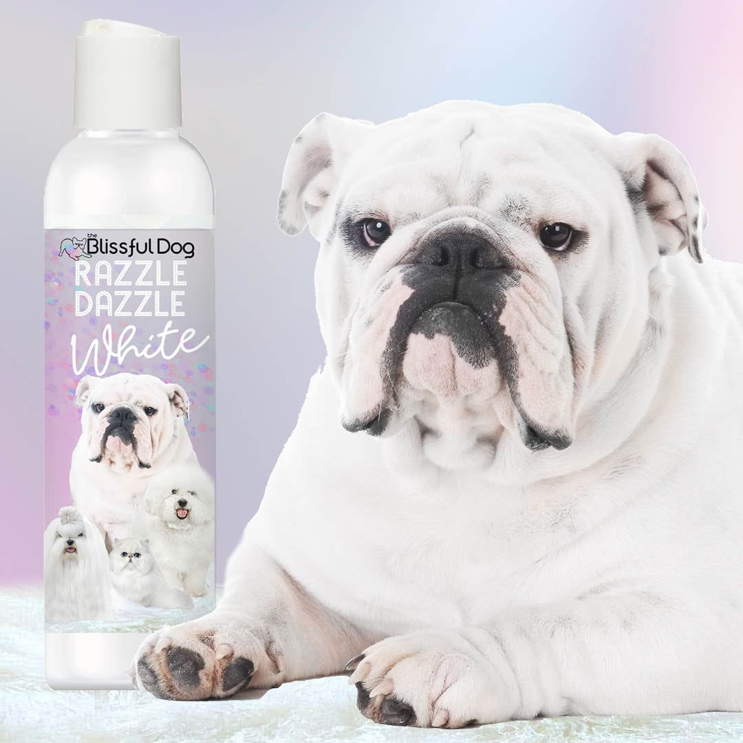 White bulldog next to a bottle of 'Blissful Dog Razzle Dazzle White' product on a light background