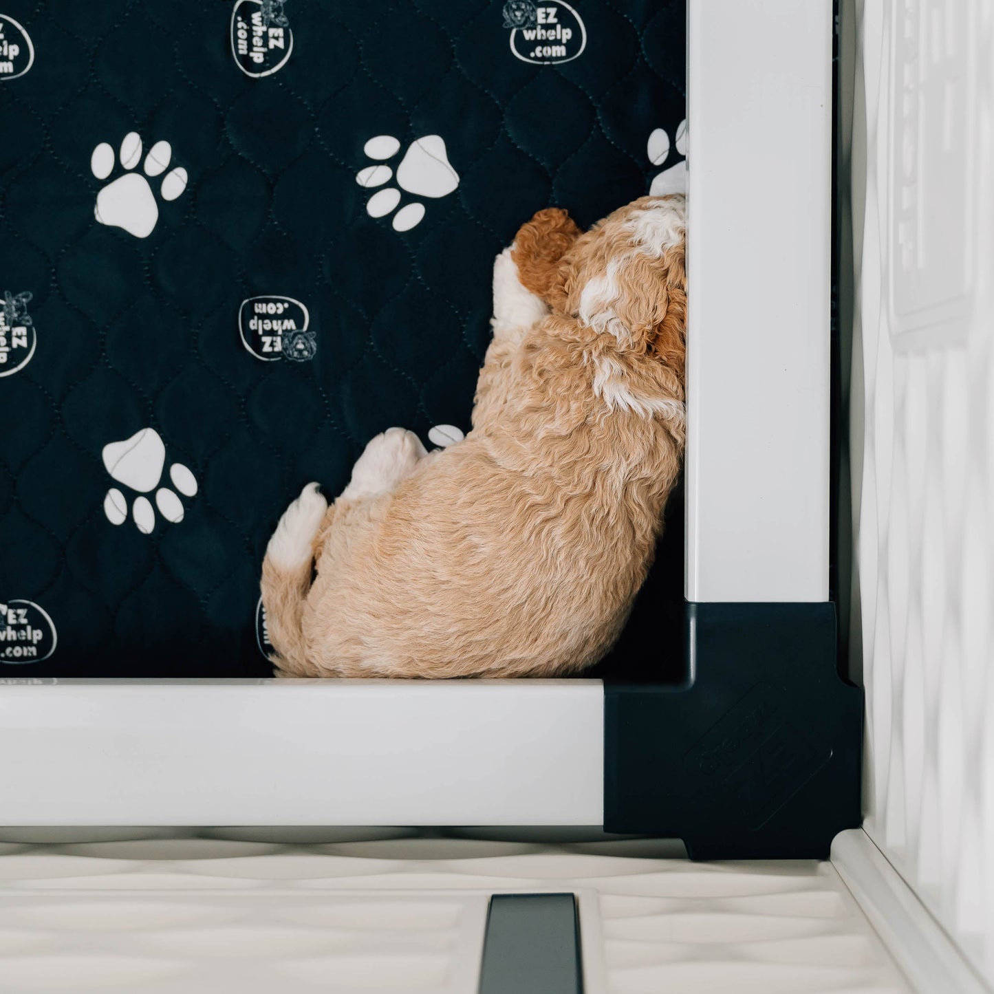 Dog peeking out from behind a black and white pet door with paw prints.