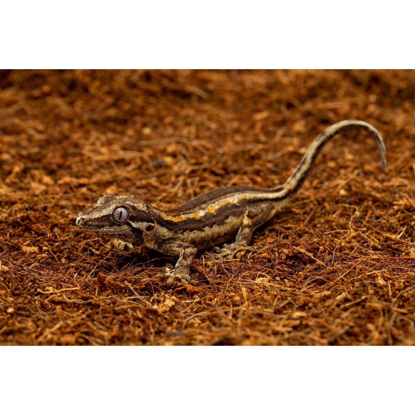 ReptiEarth Coconut Fiber Bedding with a baby gecko sitting atop of it
