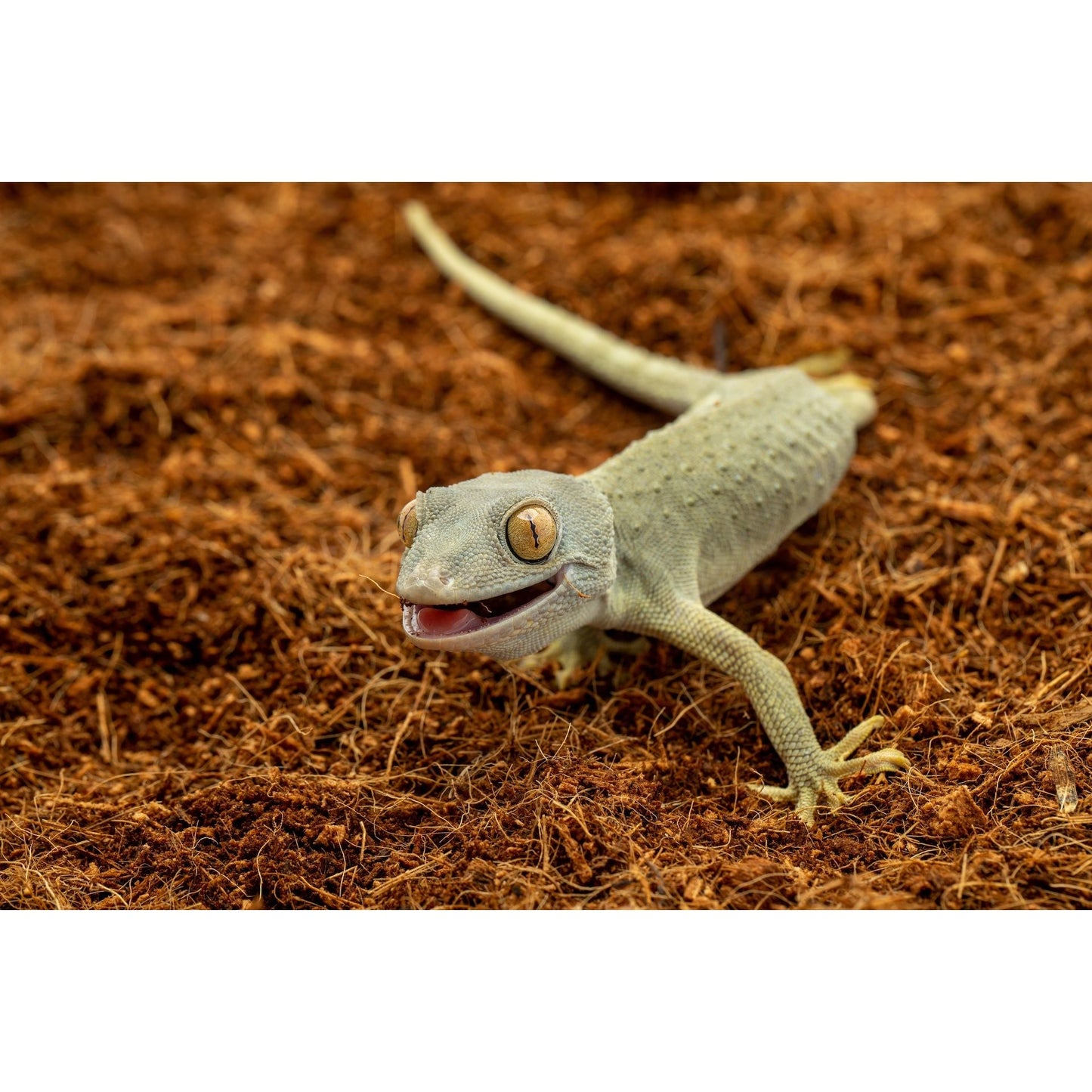 ReptiEarth Coconut Fiber Bedding with a gecko sitting atop of it