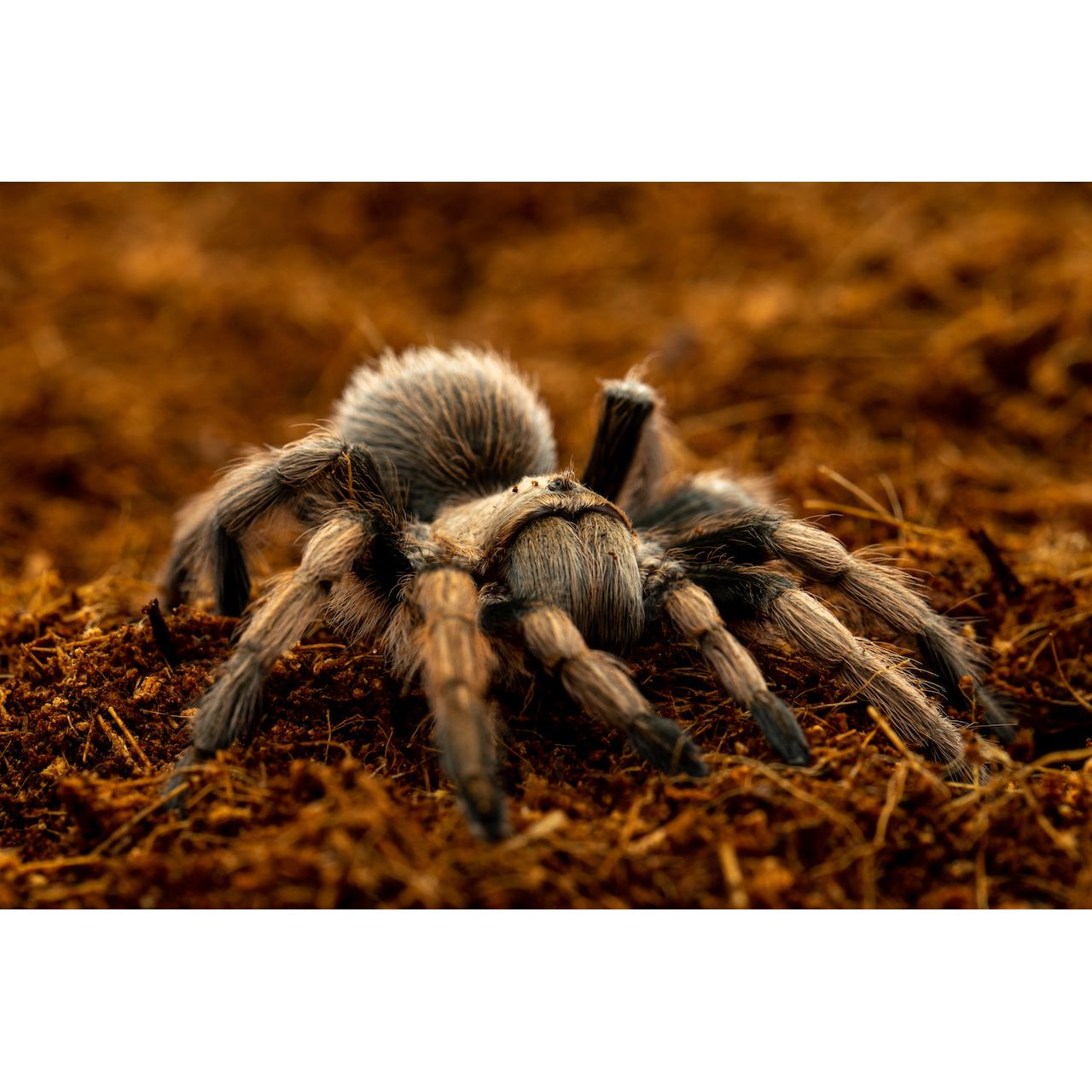 ReptiEarth Coconut Fiber Bedding with a tarantula sitting atop of it