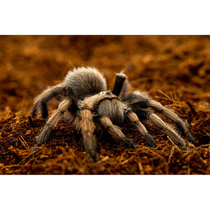 ReptiEarth Coconut Fiber Bedding with a tarantula sitting atop of it