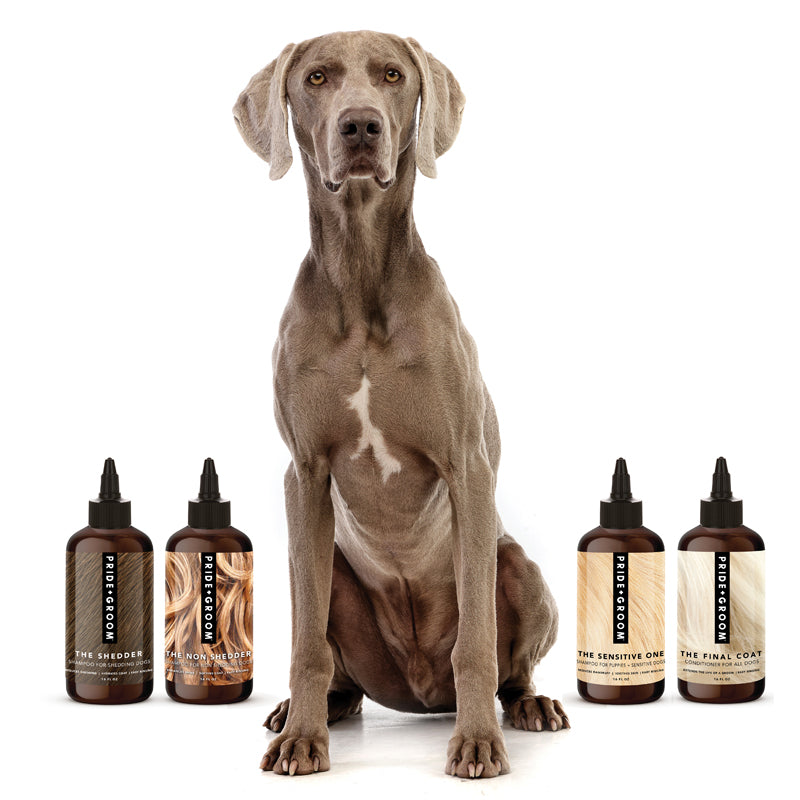 Dog sitting between pet care product bottles on a white background
