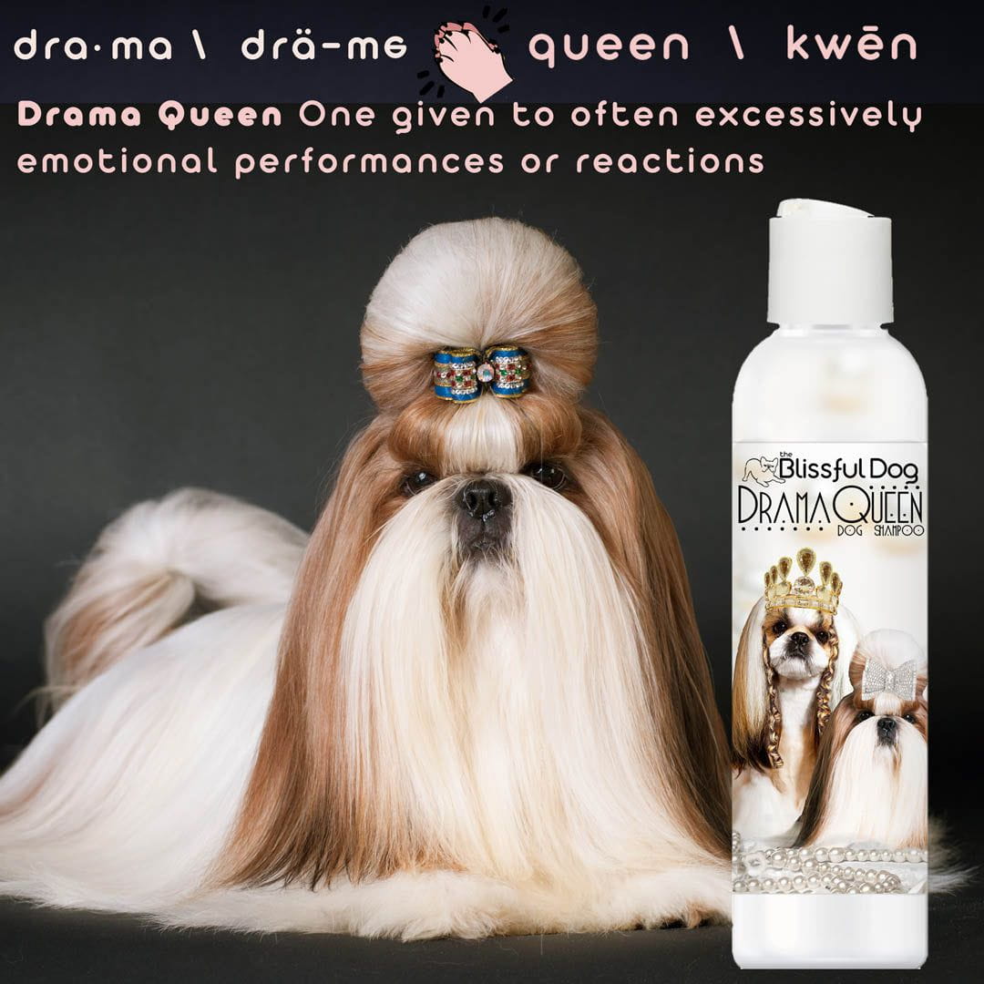 Dog with styled hair and 'Blissful Dog Drama Queen' shampoo bottle on a dark background