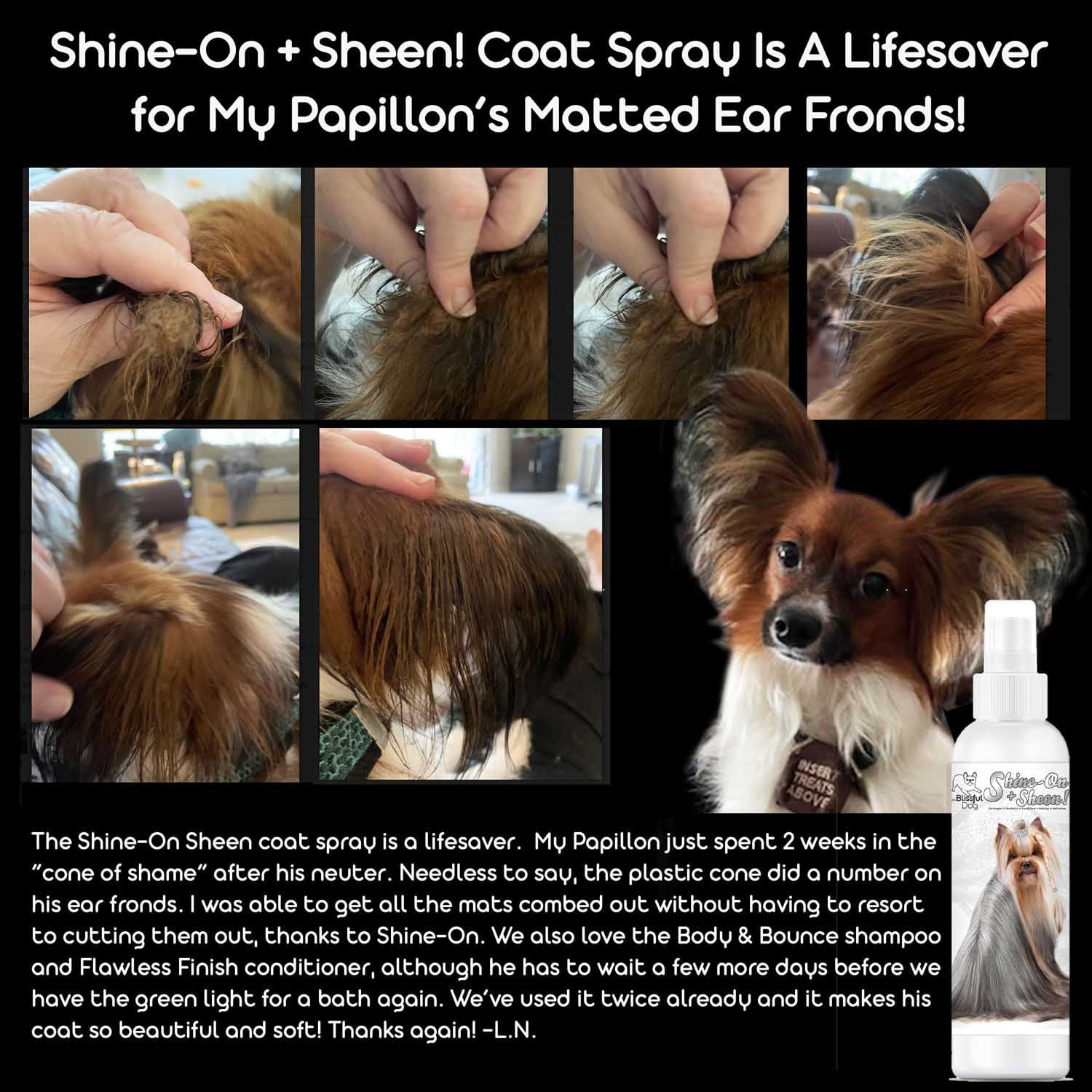 Dog with matted ear fronds being treated with a coat spray, followed by a close-up of the spray bottle.