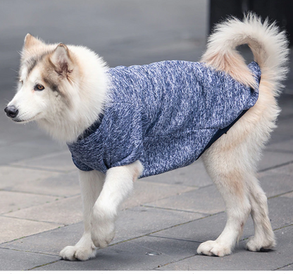 Dog wearing a blue sweater on a sidewalk