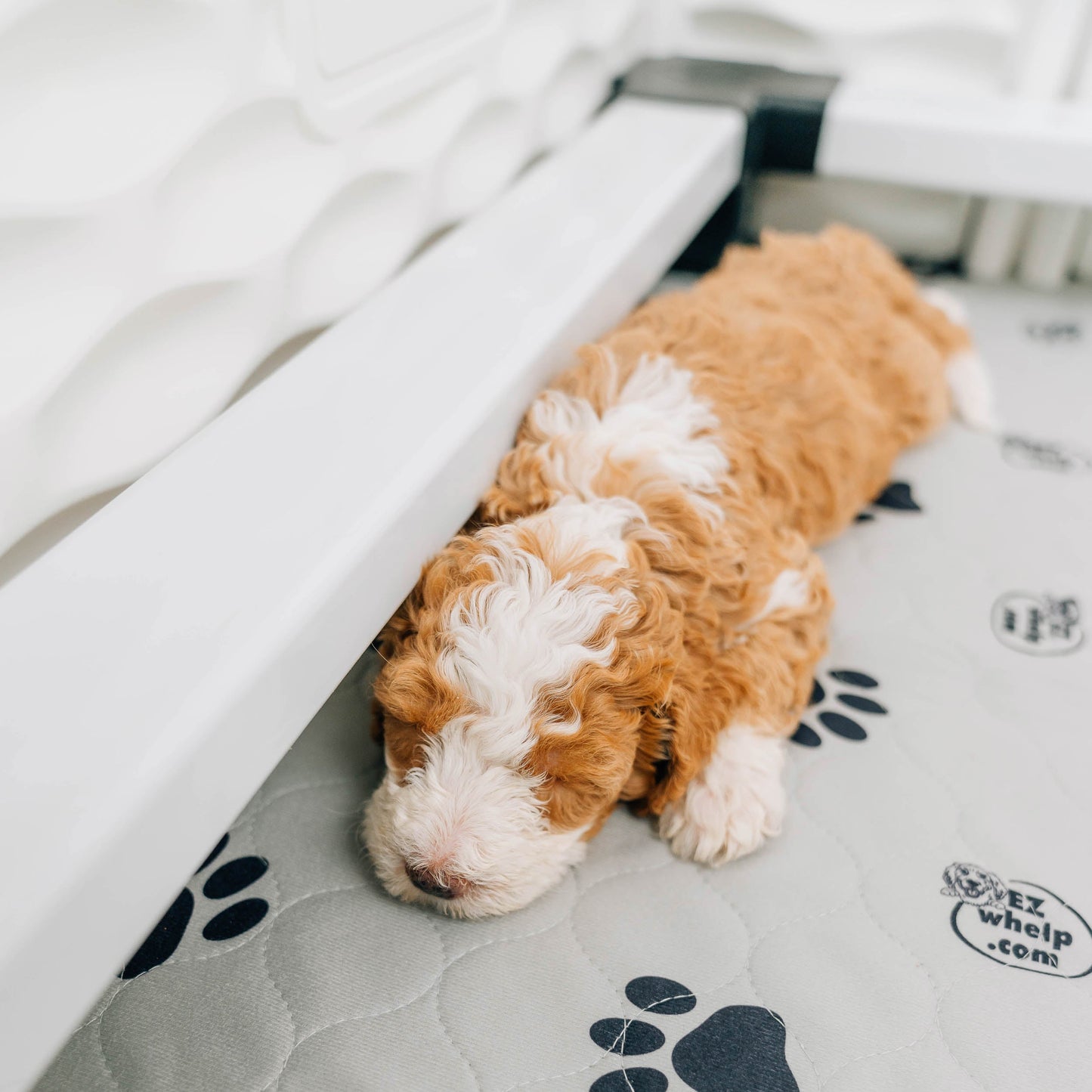 Brown and white dog lying on a gray mat with paw prints, next to a white crib.