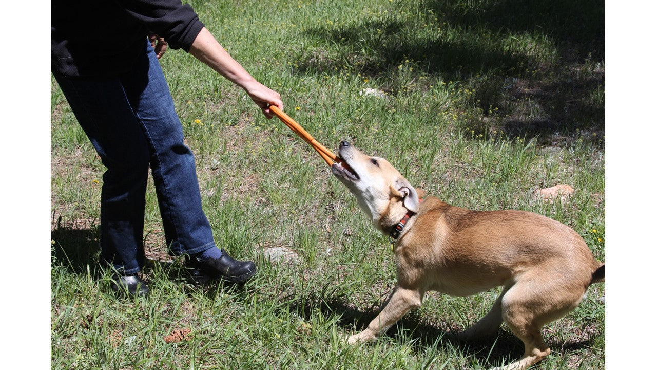 Dog playing tug-of-war with a person in a grassy outdoor setting