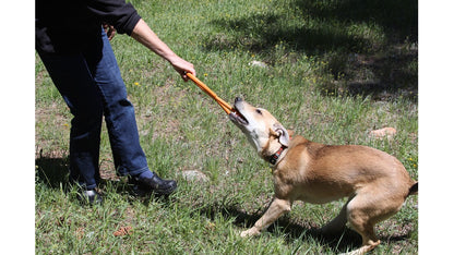 Dog playing tug-of-war with a person in a grassy outdoor setting