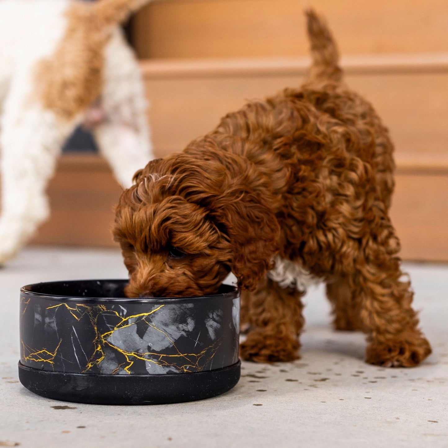 Brown puppy drinking from a black marble-patterned bowl on a light-colored floor.