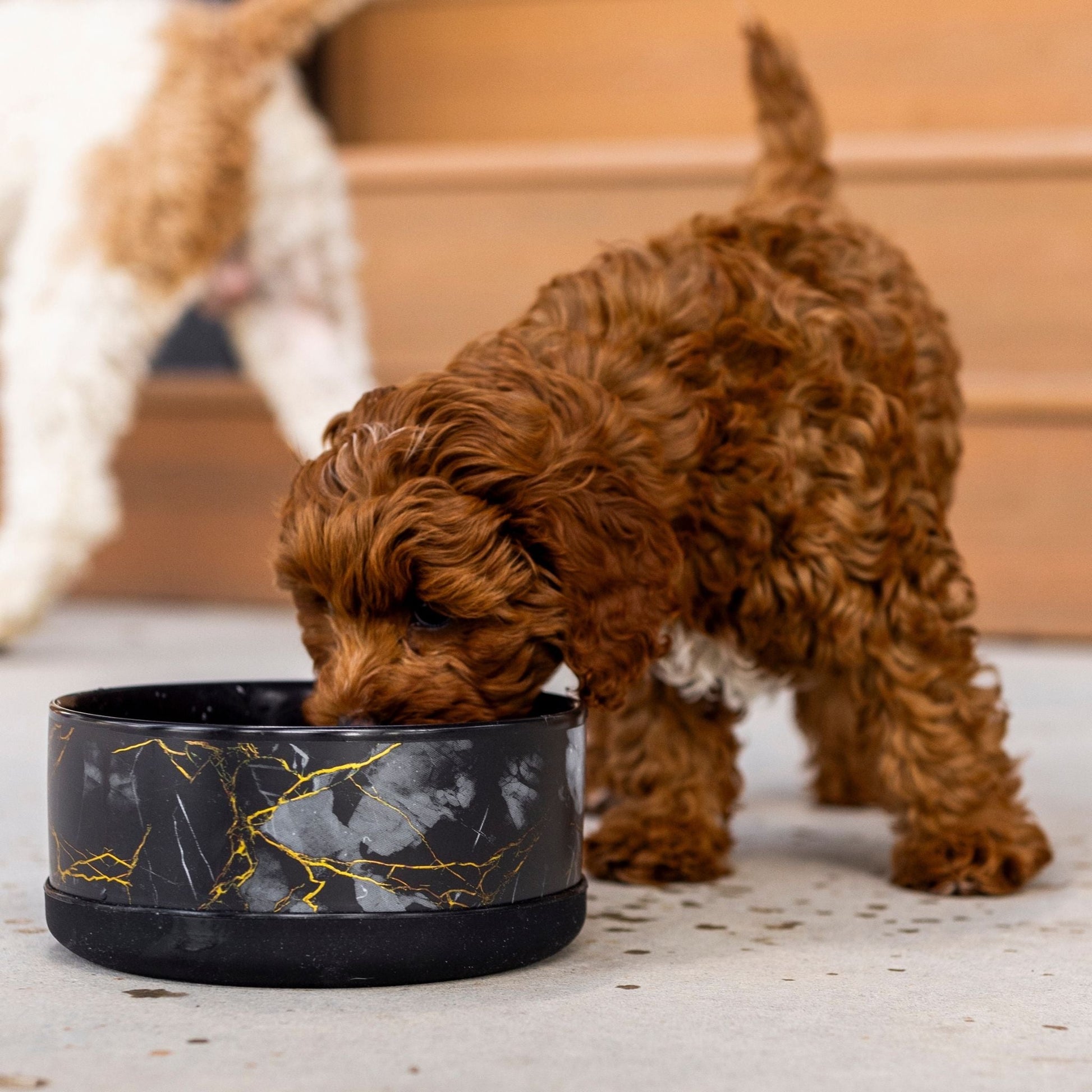 Brown puppy drinking from a black marble-patterned bowl on a light-colored floor.