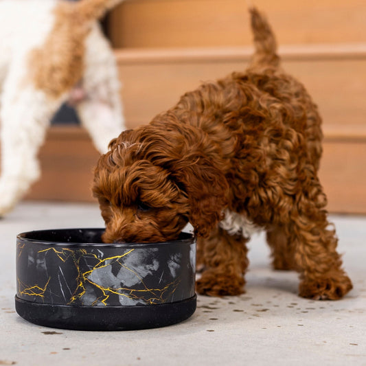 Brown puppy drinking from a black marble-patterned bowl on a light-colored floor.