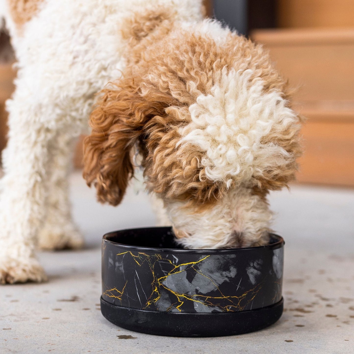 Small dog drinking from a black marble-patterned bowl.