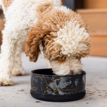 Small dog drinking from a black marble-patterned bowl.