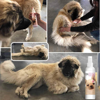 Collage of a large dog being groomed with a spray bottle, close-up of the dog, and the spray bottle itself.
