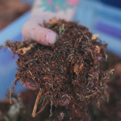 TropicalBase Terrarium Mix