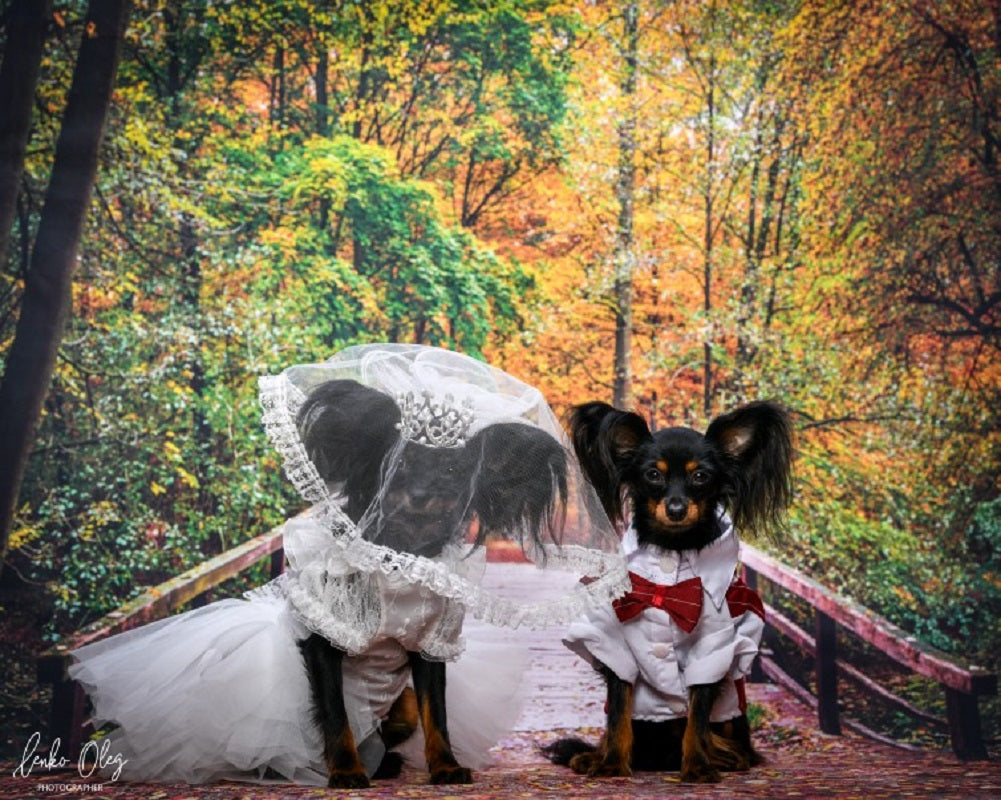 Two dogs in wedding attire standing under a lace veil in an autumn forest.