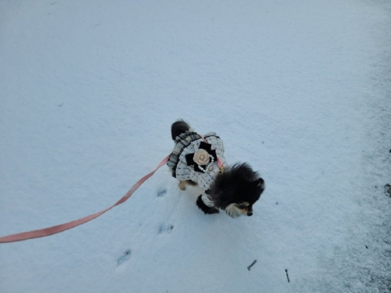 Small dog in a winter coat on a leash in the snow
