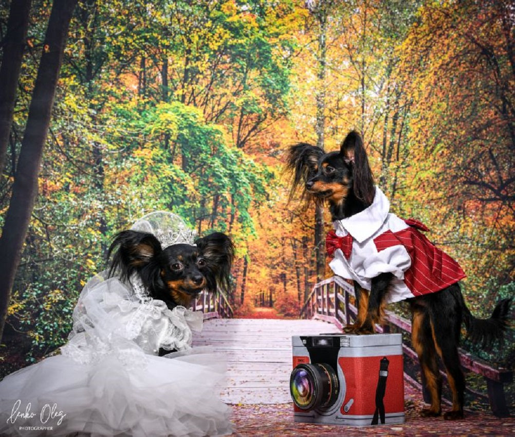Three dogs in wedding attire sitting on a bench with a scenic autumn background.