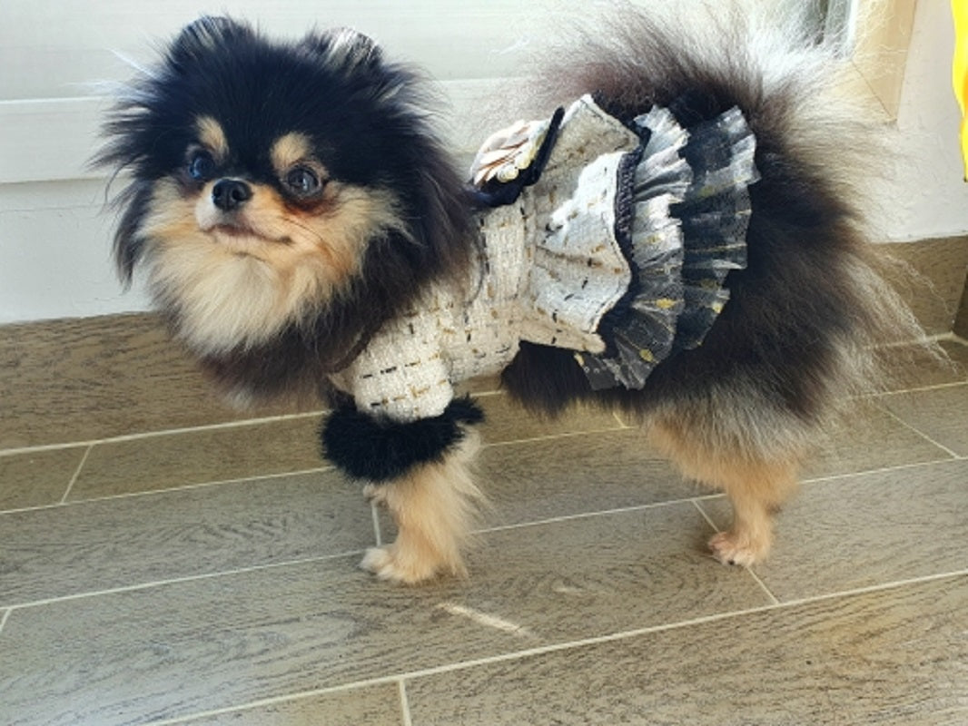 Small dog wearing a decorative outfit on a tiled floor