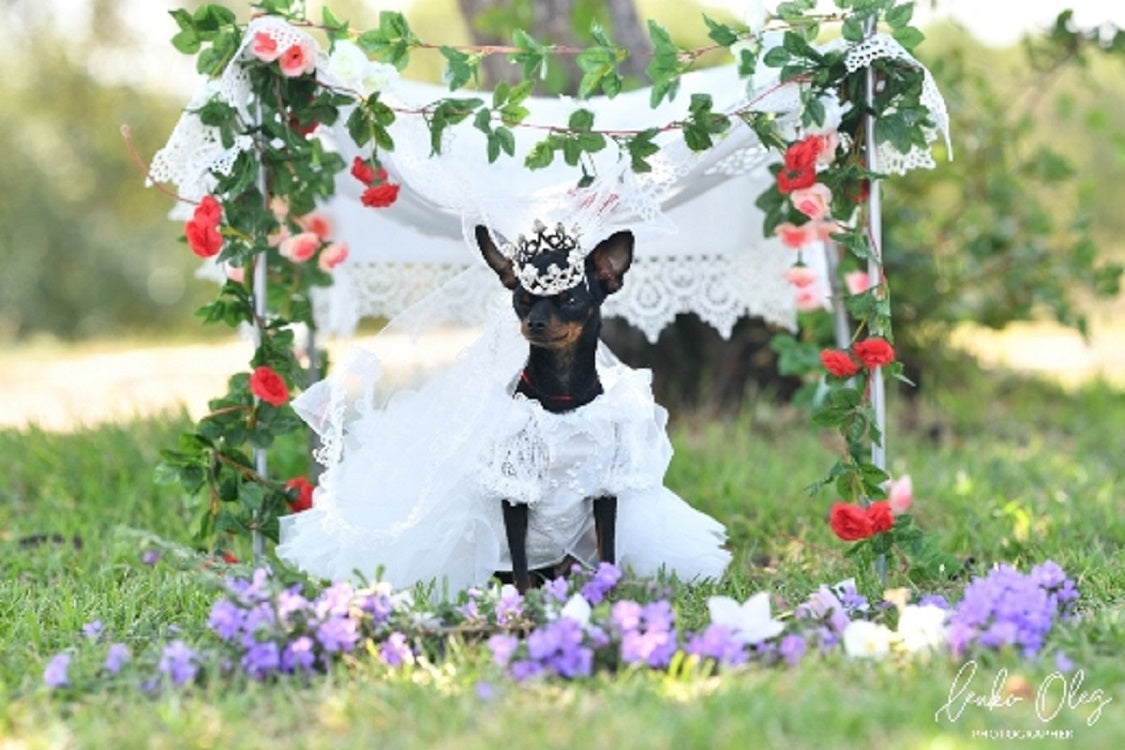 Dog in a white dress with a floral arch and flowers on the ground