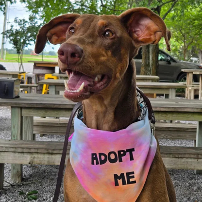 Dog wearing an 'Adopt Me' bandana in a park setting