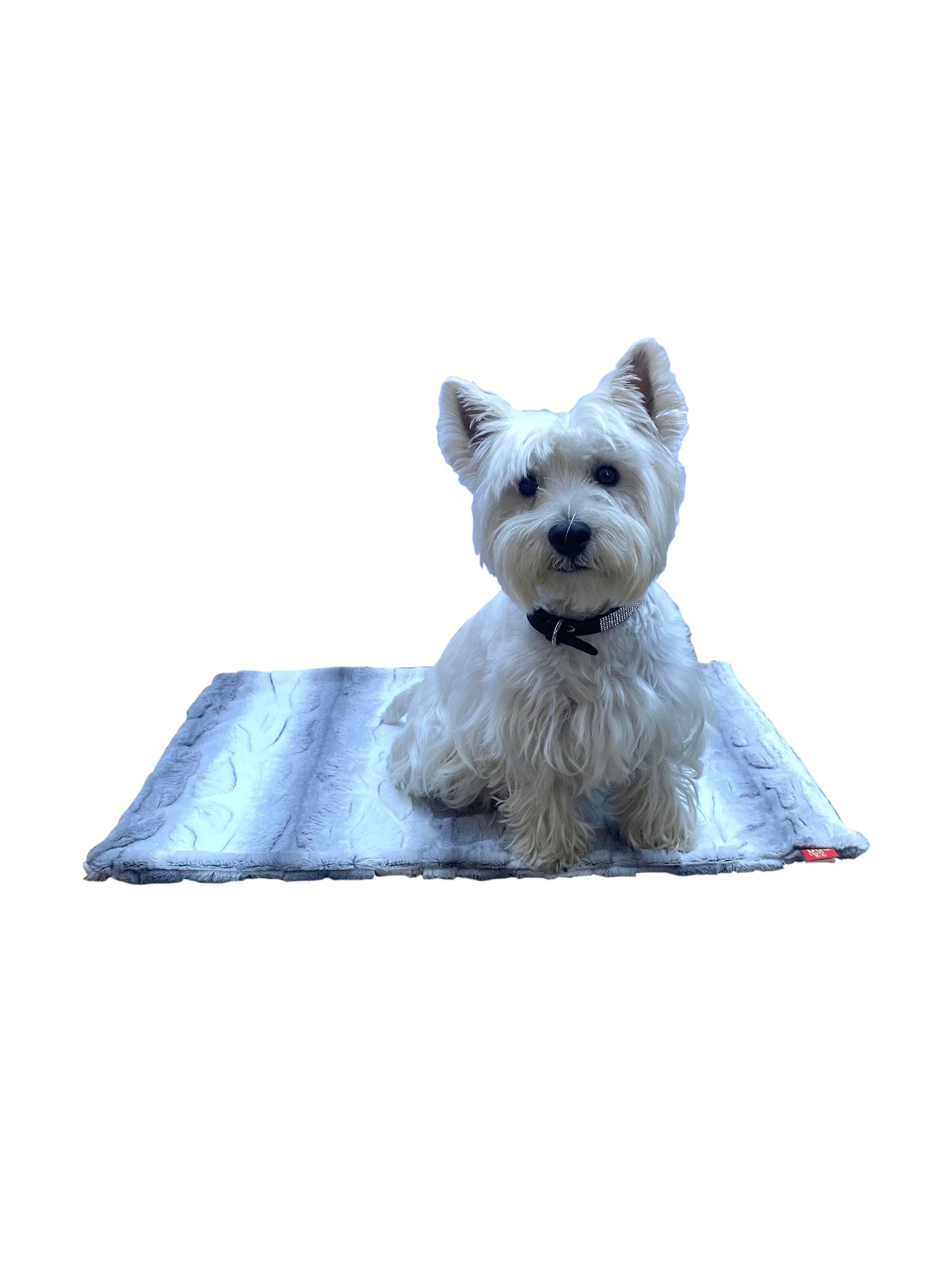 Small white dog sitting on a gray blanket with a white background