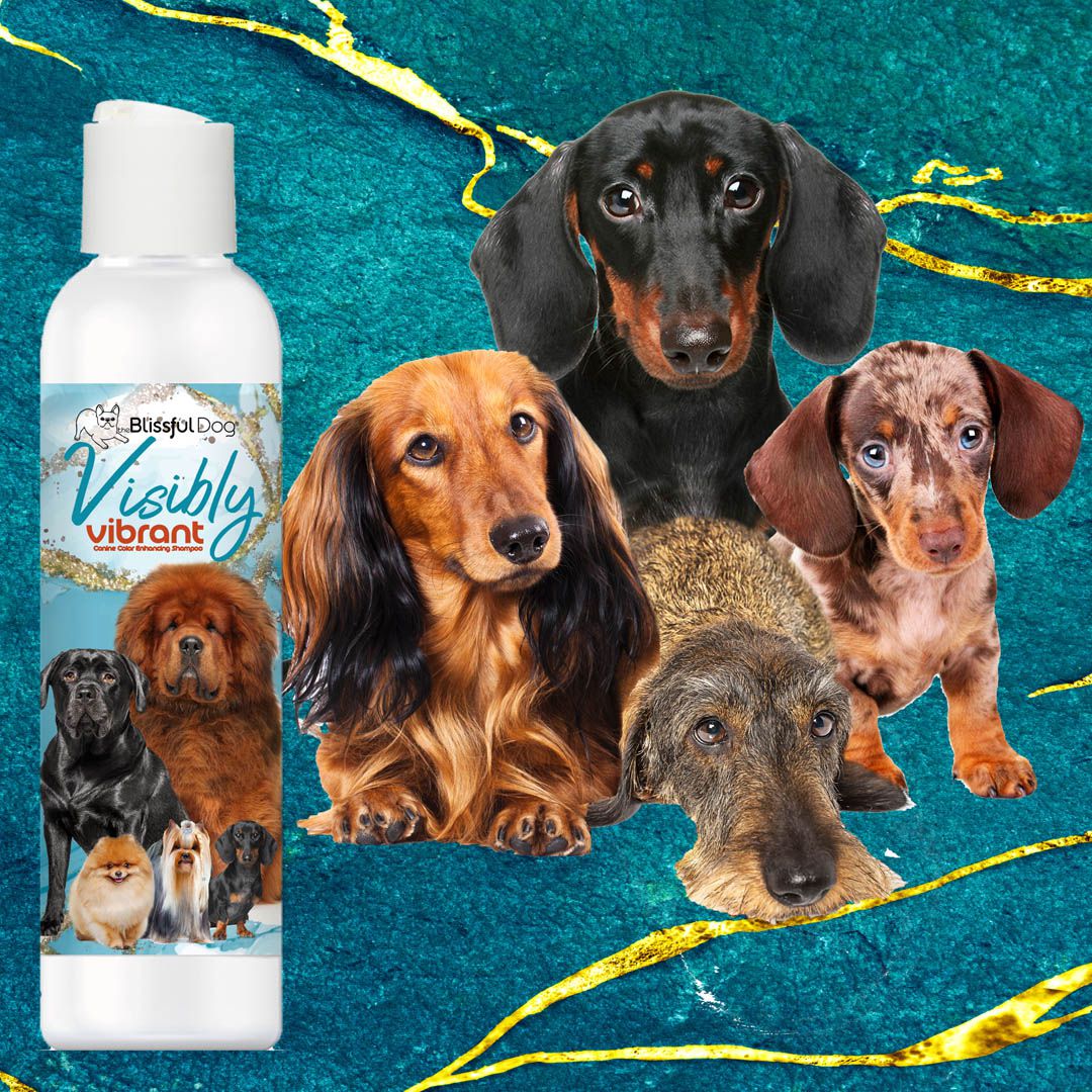 Dog shampoo bottle with dachshunds on a blue and gold background