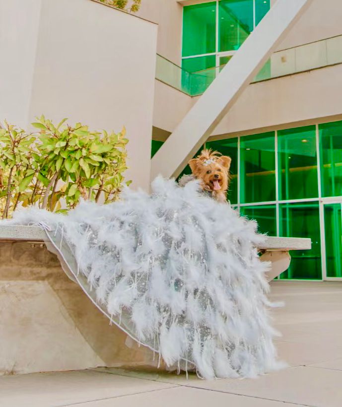 Feather Fantasy Pet Gown