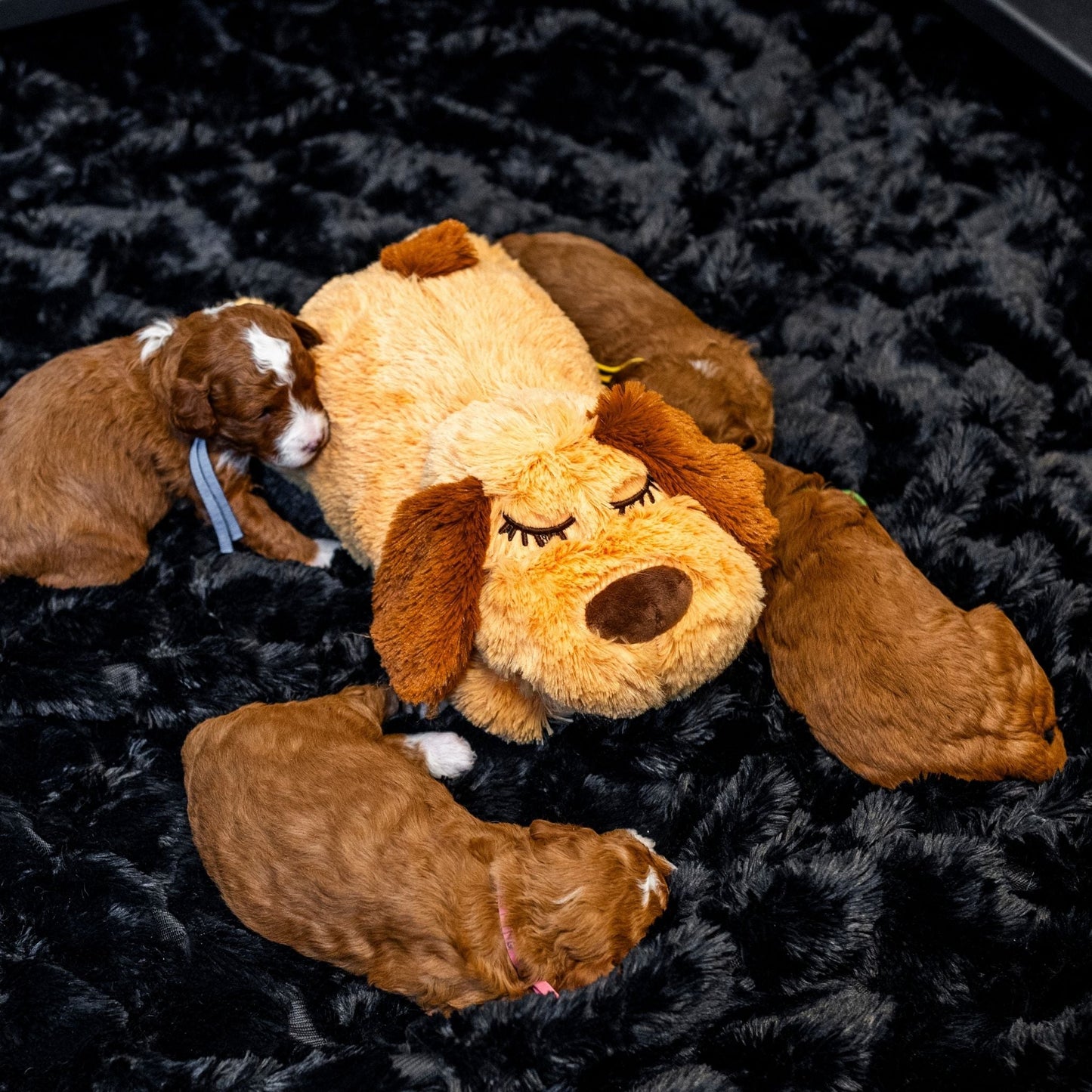 Two puppies playing with a large plush dog toy on a black fur surface
