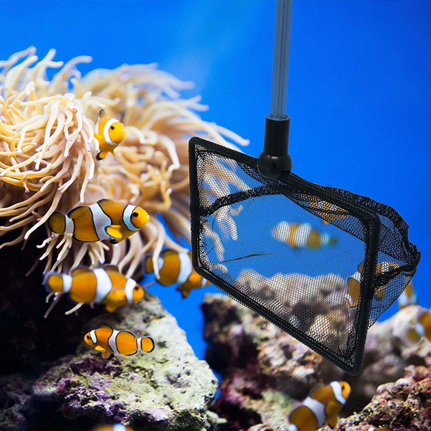 Aqua Net being used to clean an aquarium with clownfish and coral.