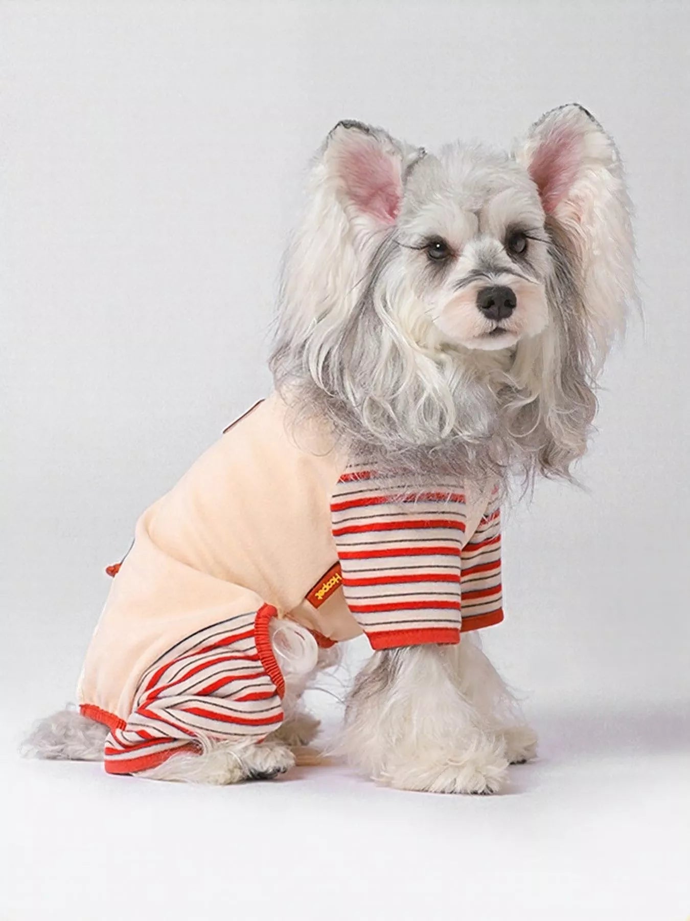 Small dog wearing a striped outfit on a plain background