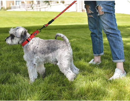 Dog on a leash being walked by a person on grass