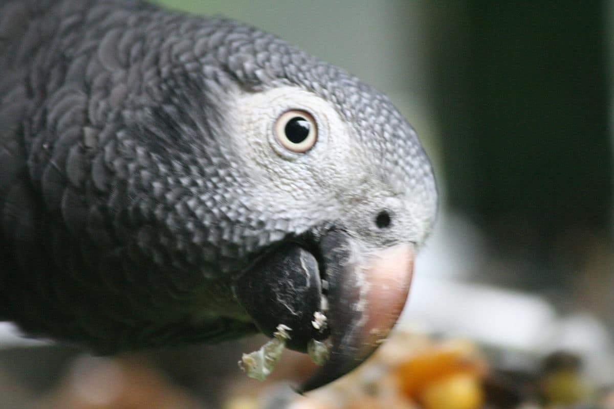 Close-up of a gray parrot with a blurred background