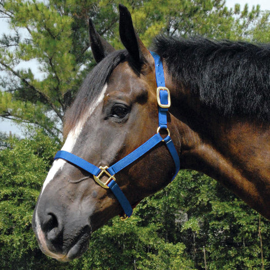 Horse wearing a blue halter with a green forest background