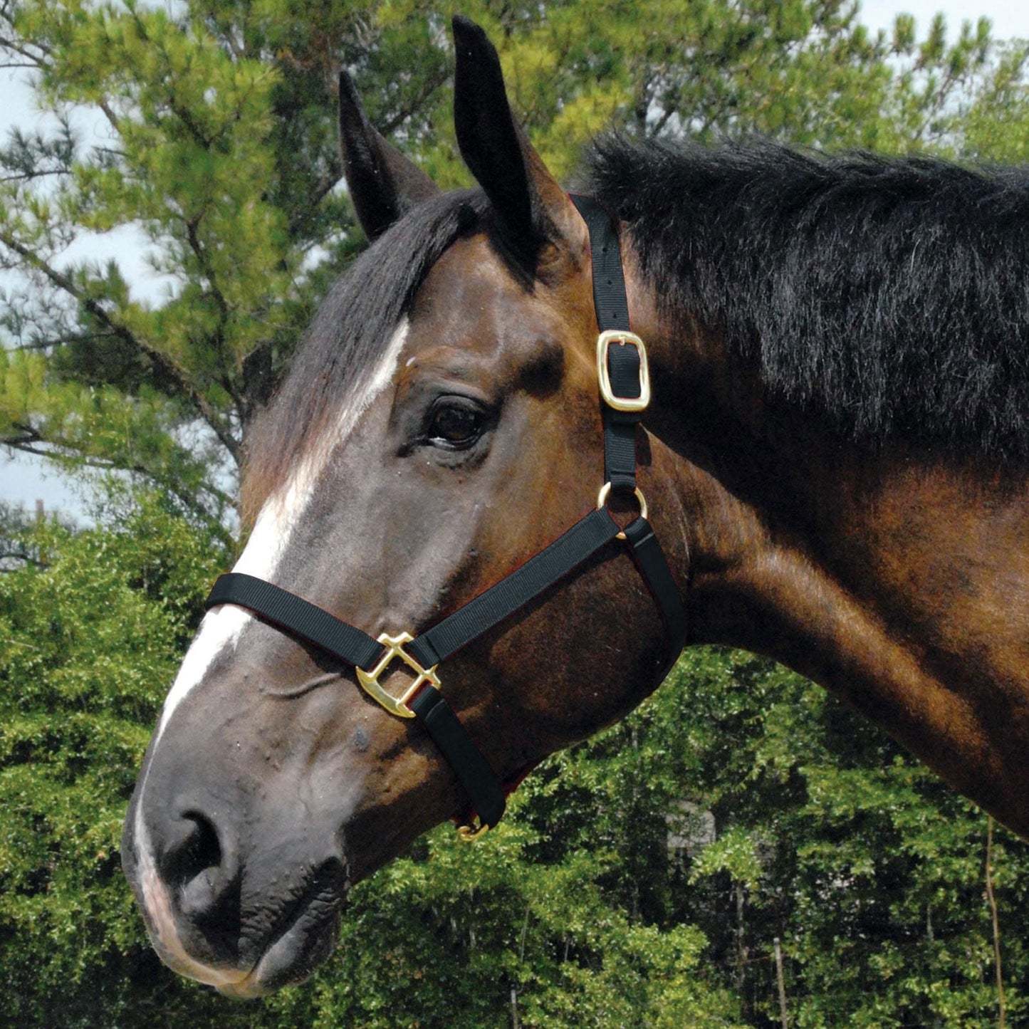 Horse wearing a halter with a blurred green background