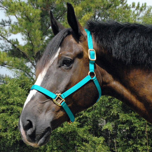 Horse wearing a turquoise halter with a green forest background