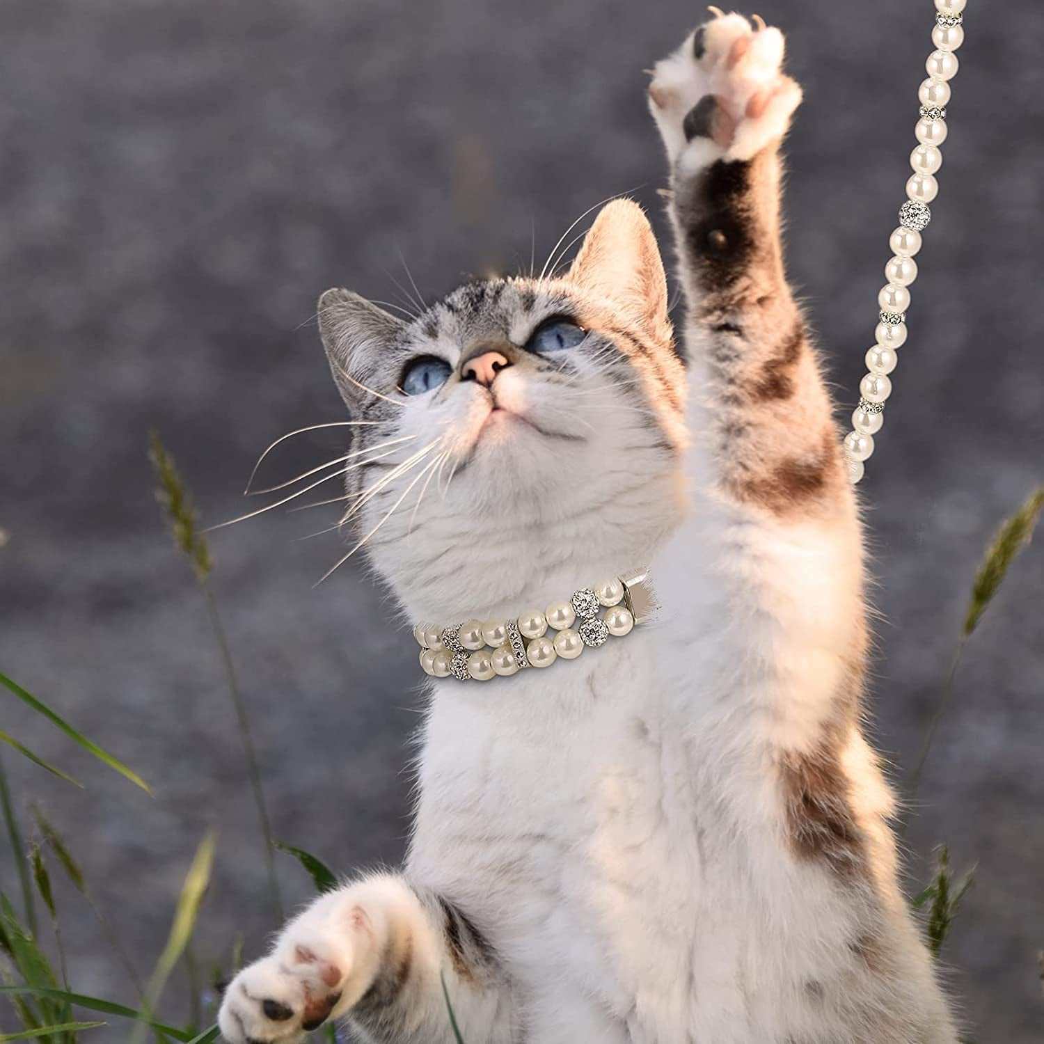 Cat with a pearl necklace reaching up in grass