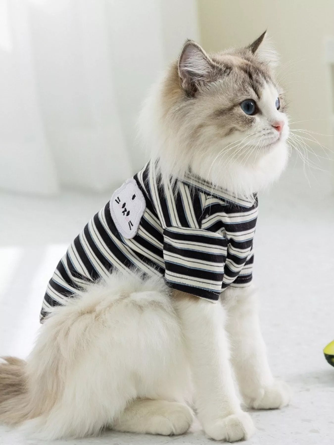 Cat wearing a striped shirt on a white background