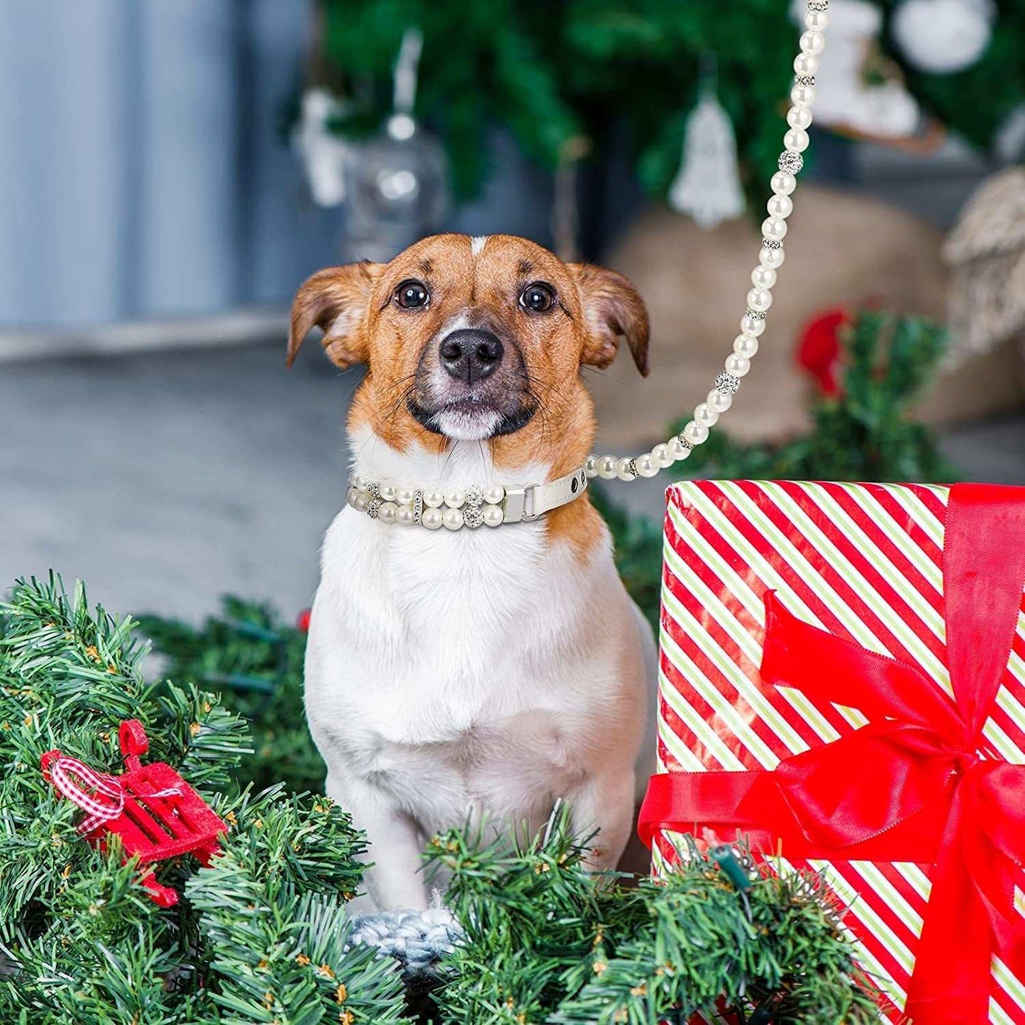 Dog wearing a pearl collar sitting next to a Christmas gift and wreath